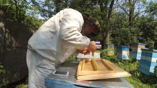 Как делать семью воспитательницу и прививать на неё новых пчелиных маток!