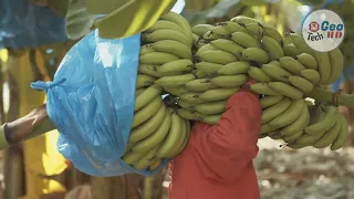 🍌YOU WON'T BELIEVE How Bananas Are HARVESTED! How to Grow BANANAS🌴