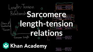 Sarcomere length-tension relationship | Circulatory system physiology | NCLEX-RN | Khan Academy