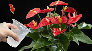 Just 1 Cup! Suddenly, Anthurium Blooms Brilliantly All Year Long