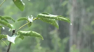 Relaxare Fără sunet ploaie Thunder și un pic de dormit Ideal intens 8 ore,somn dulce