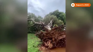 Typhoon Khanun leaves damage, death in its wake