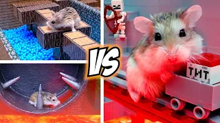 Most EXTREME OBSTACLE COURSES for MAJOR HAMSTER