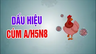 Dấu hiệu nhận biết cúm gia cầm độc lực cao A/H5N8 | VTC16