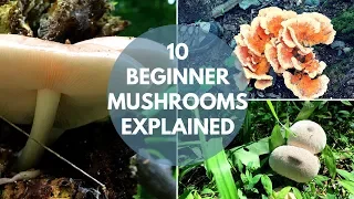 Mushroom Foraging for Beginners