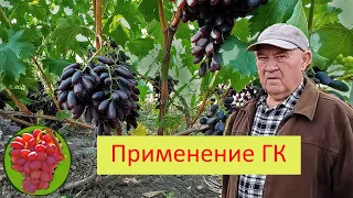 @Гиббереллин  Увеличение ягод винограда  Опыт Якушенка