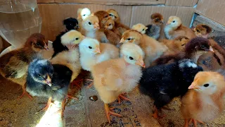 Initial care of brooder hatched chicks