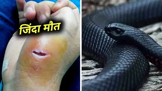 दुनिया के 10 सबसे जहरीले सांप जिनसे मौत भी डरती है | most venomous snakes in the world