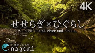 【環境音/ASMR】川のせせらぎ・ひぐらしの鳴き声｜睡眠・勉強・作業用BGM・リラックス・瞑想｜自然音・Nature Sounds