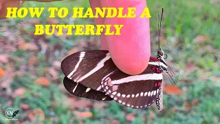 HOW TO HANDLE A LIVE BUTTERFLY WITHOUT HARMING IT