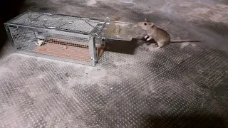 Please! Pretty please!! Enter into the trap!!! 3 🐭🐀 #rats #rat #shorts #funny #cute #animals #animal