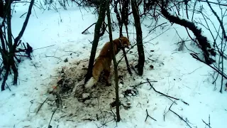 Проверка петель на зайца и опять лиса.