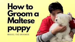 How to Groom a  Maltese puppy DIY, / How to groom my dog at home/ Dog grooming in Queens NY