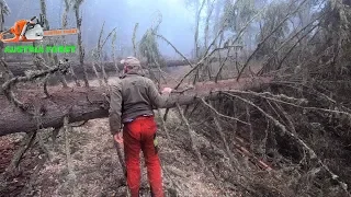 Forest away After renewed storm damage, work up