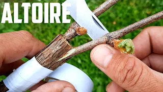 Altoire! altoire vita de vie Grafting grapes