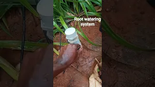 root watering irrigation system