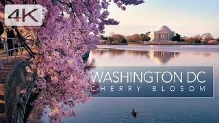 Washington DC Cherry Blossom 2022  - PEAK BLOOM - 4K Cinematic Walking Tour ASMR