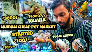 Mumbai Cheap Pet 🐕 Market 2024 | Mumbai Pet Market  | Crawford Market Mumbai