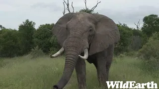 WildEarth - Sunset Safari - 16 January 2024