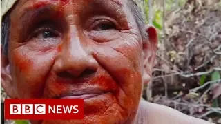 'I will give my last drop of blood for this forest' - BBC News