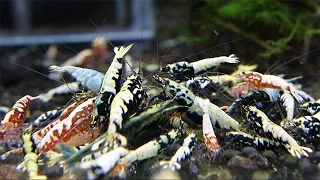 Beautiful Aquarium Shrimps & Relaxing Music – 30 Min of Stunning Caridina Shrimps tanks SLEEP