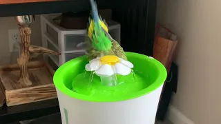 Kiwi and Pixel talk to the mirror together (4 birds!) + Bath time