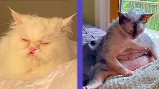 FUNNY CAT MEMES  COMPILATION OF 2021 PART 40 (FUNNY CATS)