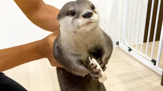 食事中に抱っこされて文句を言いながらもそのまま食べ続けるアティ様 [Otter life Day 554]【カワウソアティとういとにゃん先輩】