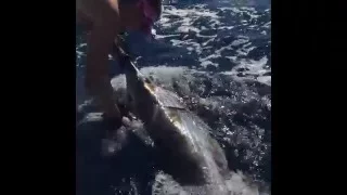 IFISH Releasing a big Broadbill Swordfish