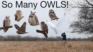 Owls, Owls, Owls! Watch owls hunt, fly, roost, and more as Xplorer Friends look for Minnesota Owls.