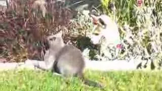Cat & Jack / Rat Terrier play fighting