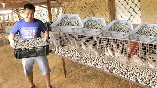 Thousands of quail chicks as our future breeders! QUAIL FARMING BASIC GUIDE FOR BEGGINERS│Episode 1