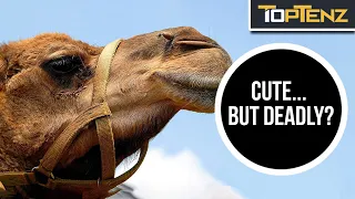 10 Animals with Good Public Reputations (and Disturbing Tendencies)