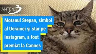 Motanul Stepan, simbol al Ucrainei şi star pe Instagram, a fost premiat la Cannes