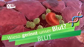 Blutgerinnung | alpha Lernen erklärt Biologie