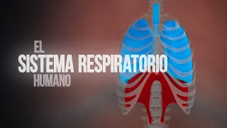 Sistema respiratorio humano (animación)