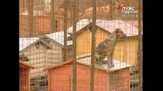 В Сочи открылся приют для животных