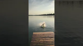 Учимся нырять. Арсений утверждает, что главное не бояться.