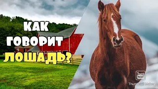 КАК ГОВОРИТ ЛОШАДЬ / ЗВУКИ КОНЯ 🐎  #лошадь #конь #звуки_коня #домашние_животные