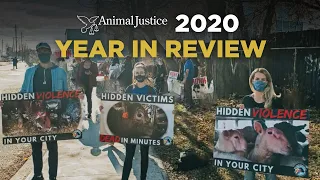 Animal Justice 2020 Year In Review
