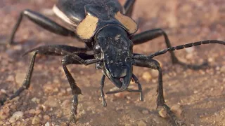 The Scary World of Creepy Crawlies | BBC Earth