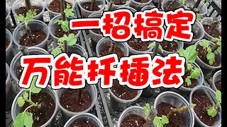 萬能扡插，一招搞定，3個要點記牢，100%生根，為什麽你會扡插失敗，萬物皆可扡插，你不可不知的萬能扡插法