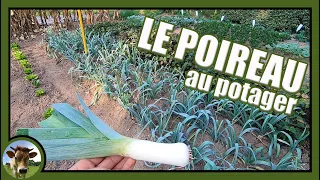 Une culture de poireaux au potager. Semer en pépinière, habiller, repiquer, butter et récolter !