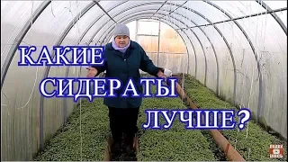 НЕ НАВРЕДИ! Что ВАЖНО ЗНАТЬ про СИДЕРАТЫ.