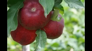 ||Kinnaur:The land of apples HP|| part 2