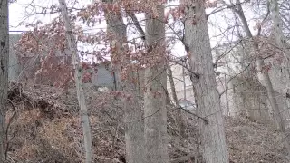 Squirrel Mating Chase