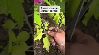 Удаление нижних листьев у томатов.