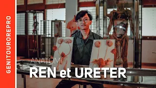 Anatomi Systema Uropoetica : Ren dan Ureter