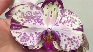 Цветение моих орхидей на 17 марта 2018 (часть 2) | Flowering of my orchids | Орхидея | Orchids