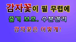 [텃밭농부 1,433]  감자꽃이 필 무렵 해 주는 작업과 감자꽃 처리방법 #감자재배